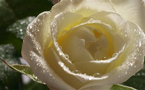 Free download White Rose HD Wallpaper Flowers Wallpapers [2560x1600] for your Desktop, Mobile ...