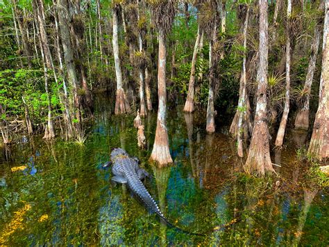 The Five Habitats of Big Cypress National Preserve | WildLandscapes ...