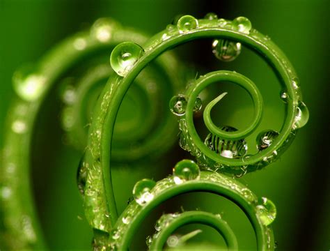 Plant Spiral by tatmeup on DeviantArt