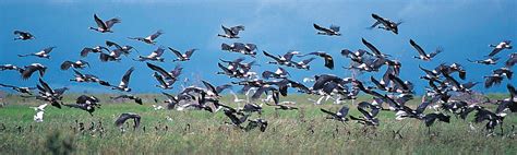 Magpie goose | Kakadu National Park