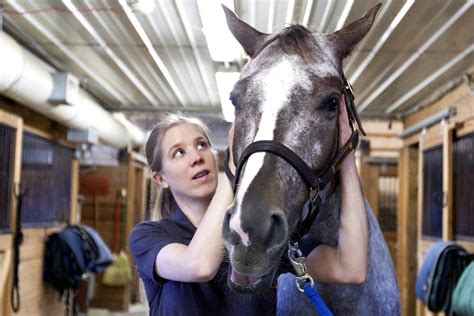 Photos: Chiropractor to the animal world | Minnesota Public Radio News