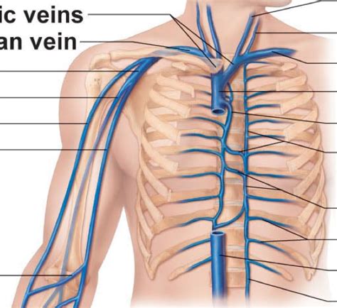 upper veins that drain into superior vena cava Diagram | Quizlet