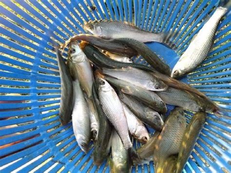 Mrigal Fish Farming: বর্ষায় ধান জমিতে মৃগেল মাছ চাষে হন লাভবান