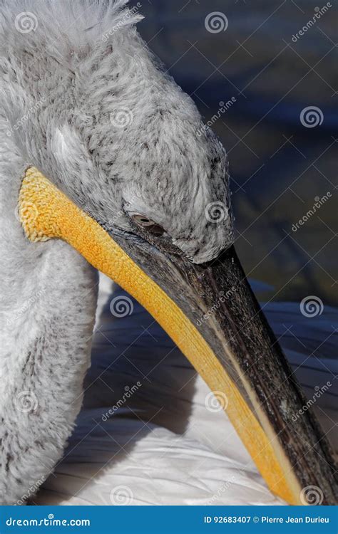 Pelican beak stock image. Image of nature, white, plumage - 92683407