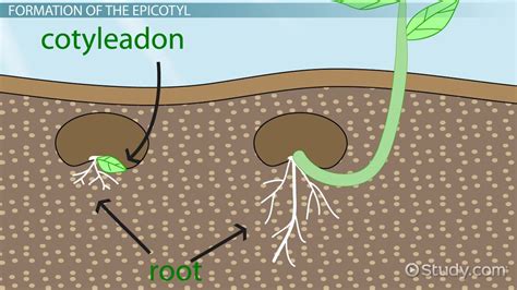 Epicotyl & Hypocotyl Definition & Function - Lesson | Study.com