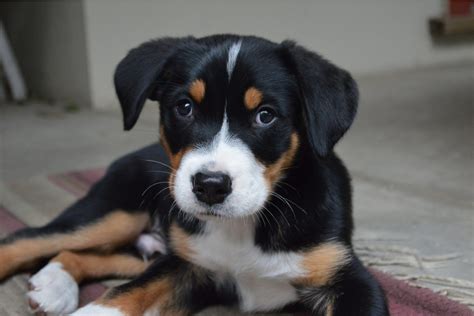 Top 4 Greater Swiss Mountain Dog Breeders In The U.S.