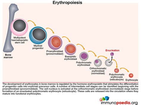 erythropoiesis | Anatomy and physiology, Stem cells, Hematology