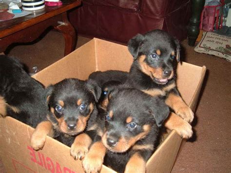 Free Rottweiler Puppies