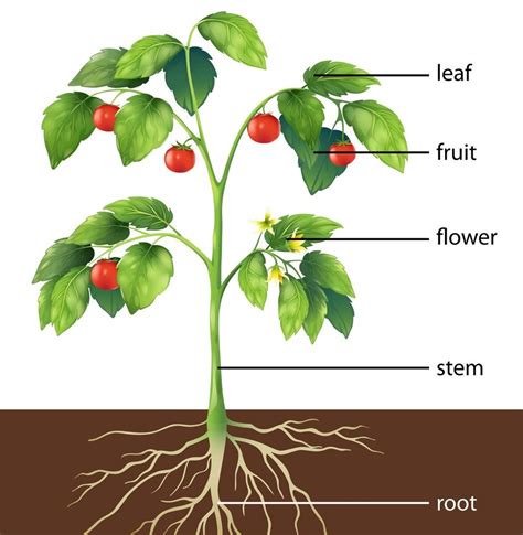 Parts Of Plant Root And Shoot System Study Science - Riset