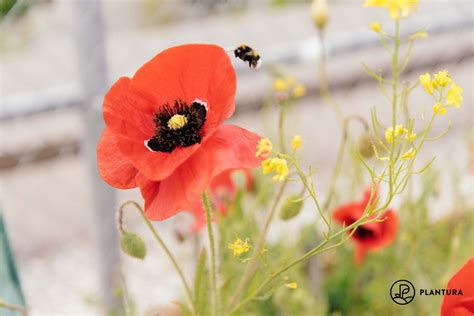 Red poppy: how to grow Papaver rhoeas - Plantura