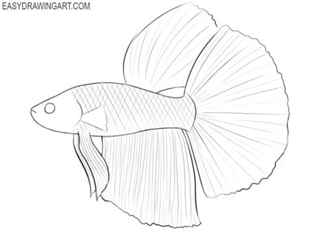 How To Draw A Betta Fish Easy Drawing Art Fish Sketch Betta Fish | Images and Photos finder