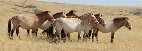 Przewalski's horse | Mongolian Wild Horse | Takhi | Tahi