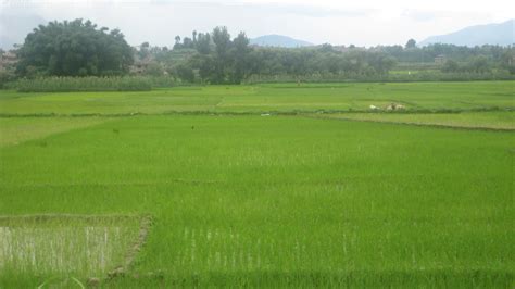 Nepal and Nepalies Culture: Agriculture as a Main Occupation of Nepal