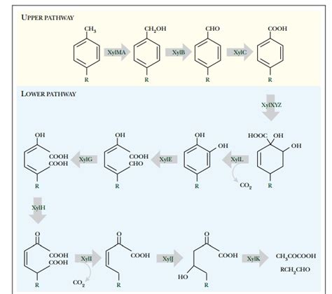 The Toluene/Xylene Pathway