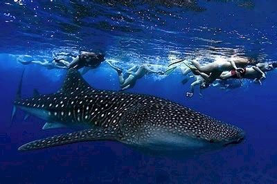 Best of the Maldives: Whale Sharks – LUX Maldives - Maldives Complete Blog