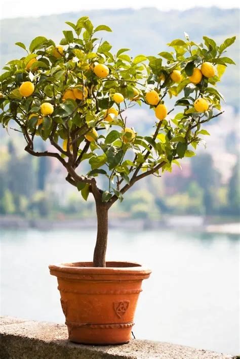 Meyer Lemon Tree For Sale Online | The Tree Center