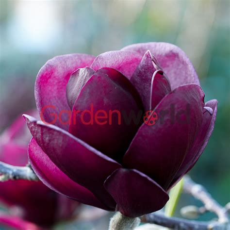 Magnolia Black Tulip - Trees - Garden World Nursery