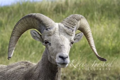 Portrait of a Female Bighorn Sheep I | Sheep, Portrait, Female