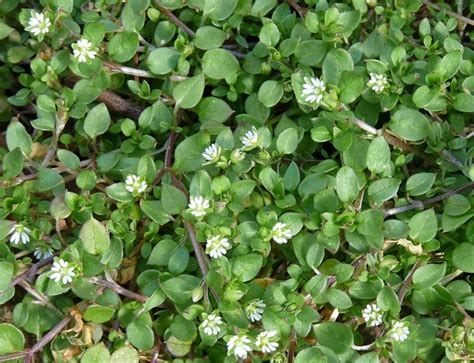 chickweed-common-mat