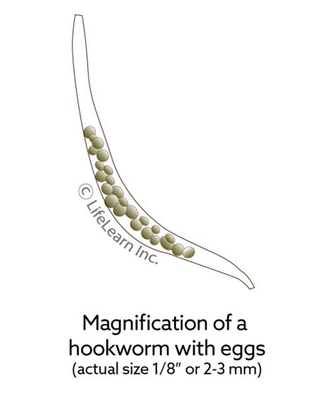 Hookworm Infection in Dogs | VCA Animal Hospital