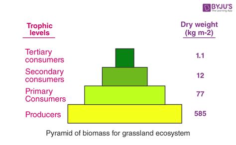 Which Units Are Used in a Pyramid of Biomass