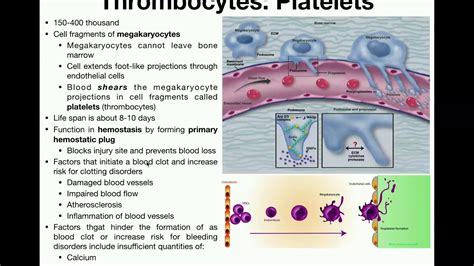 Anatomy | Physiology and Development of Platelets - YouTube