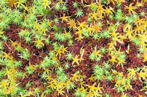 Peat moss (Sphagnum sp.) - Stock Image - B400/0141 - Science Photo Library