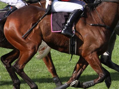 New move to end the whipping of Thoroughbred racehorses - RSPCA South Australia