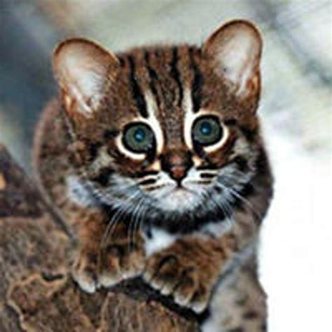 World's Smallest Wild Cats, Rusty-Spotted Cats, Make Appearance in Berlin - Love Meow