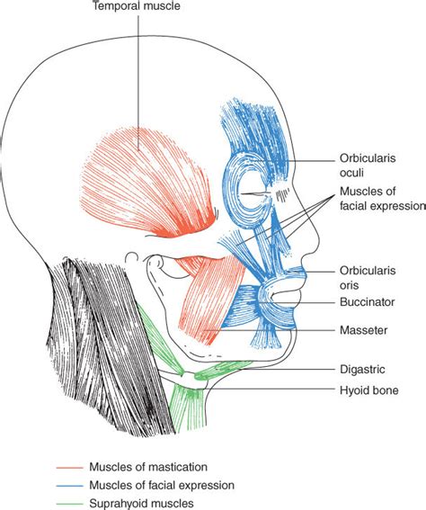 Anatomy of the head, neck and skull | Pocket Dentistry