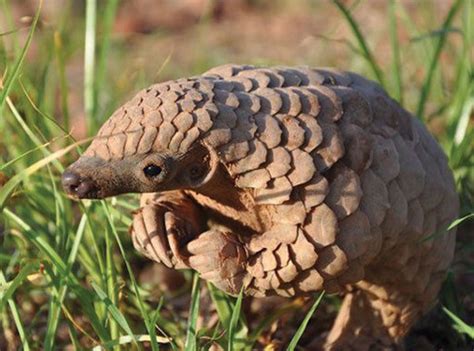 Protecting the Pangolin