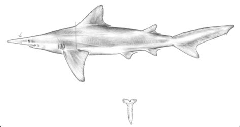 Daggernose shark, Isogomphodon oxyrhynchus. | Download Scientific Diagram