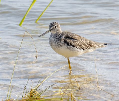 eBird Checklist - 6 Nov 2023 - Sunset Park at Babcock Ranch - 13 species