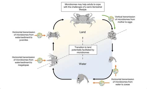 | Life cycle of a semi-terrestrial crab (here represented as a female ...