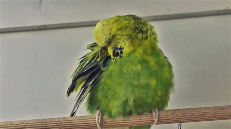 Budgie Illness - Signs of a sick pet