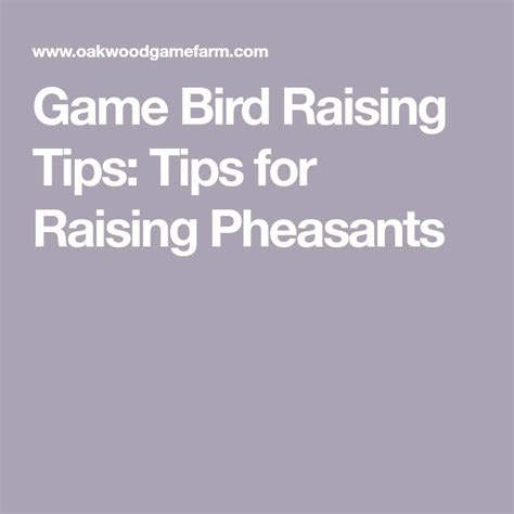 Game Bird Raising Tips: Tips for Raising Pheasants | Raising pheasants ...