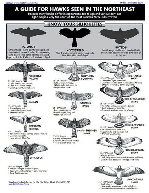 A Guide for Hawks Seen in the Northeast | Backyard birds, Birds of prey, Beautiful birds