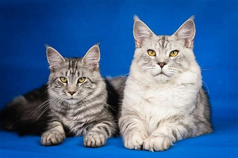 Maine Coon Personality Traits - MaineCoon.org