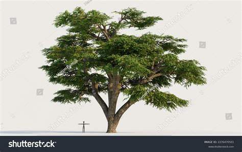 Lebanon Cedar Tree Isolated On White Stock Illustration 2276470501 ...