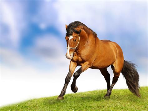 Beautiful Horse Wallpapers - Wallpaper Cave