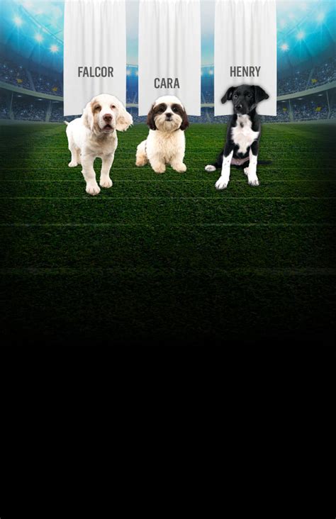 Puppy Bowl MVP Photos | Puppy Bowl | Animal Planet