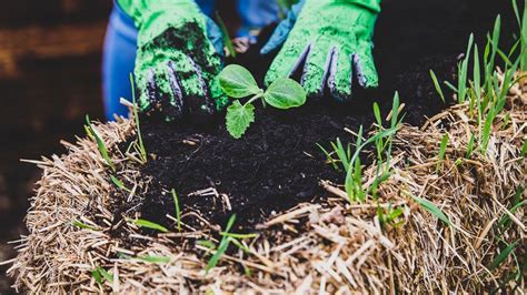 Straw Bale Gardening: A Beginner's Guide | HowStuffWorks