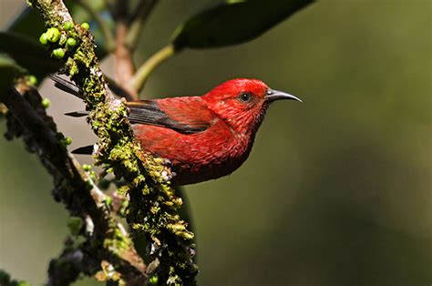 ‘Apapane – Kauai Forest Bird Recovery Project