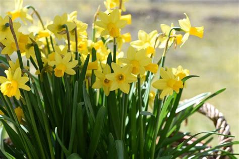 Perennial Flower Garden Design | The Old Farmer's Almanac