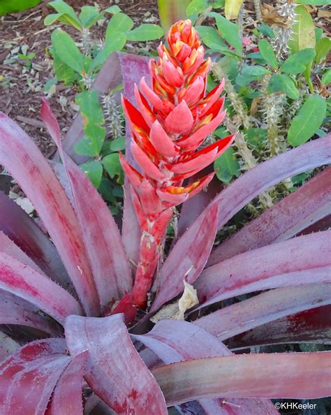 A Wandering Botanist: A Gallery of Bromeliads