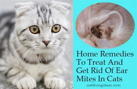 Can You Use Cat Ear Mite Treatment On Dogs - Cat Lovster