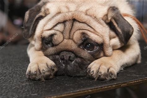 Sad pug — Stock Photo © wedmoscow #64876063