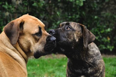 Boerboel - PupVine