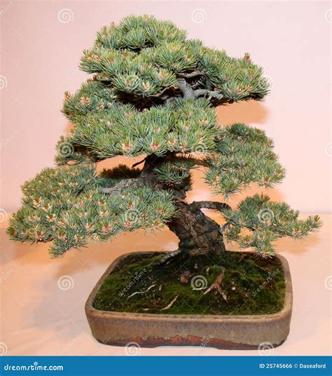 Bonsai Miniature Tree. stock photo. Image of leaves, small - 25745666