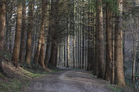 Road in autumn forest 17151697 Stock Photo at Vecteezy